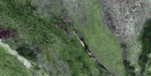 Amazona Jade Leviglass